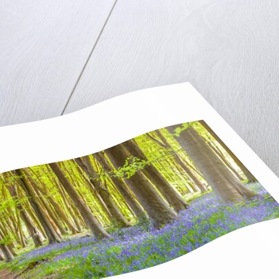 Pathway through forest by Assaf Frank